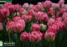 Tulipa Rozalynn (3)